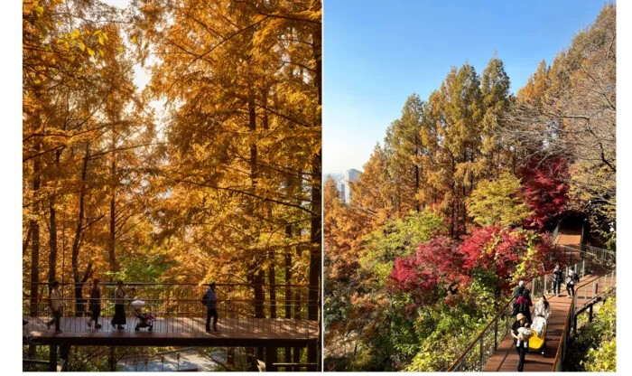 Namsan Sky Forest Tr...
