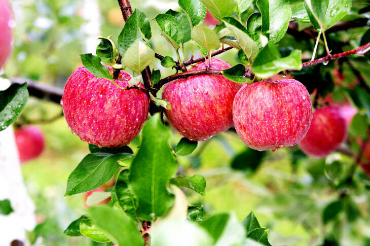 Gyeongbuk Province to Invest 344 Billion Won to Elevate K-Food to Global Markets