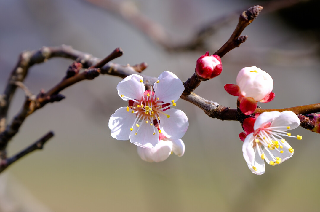 Spring has already a...