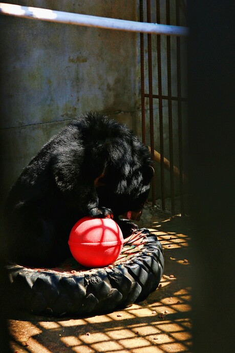 Project Moon Bear: Environmental activists are protecting and managing the bears. -2