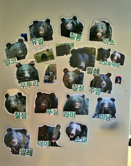 Project Moon Bear: Environmental activists are protecting and managing the bears. -4