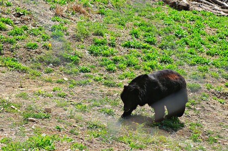Project Moon Bear: Environmental activists are protecting and managing the bears. -5
