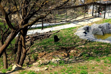 Project Moon Bear: Environmental activists are protecting and managing the bears. -7