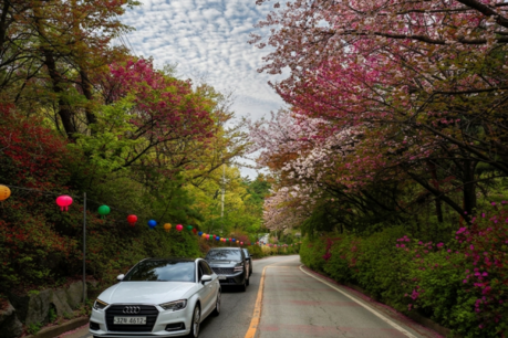 The cherry blossoms at Gakwonsa Temple in Cheonan are in full bloom, attracting tourists to the area.