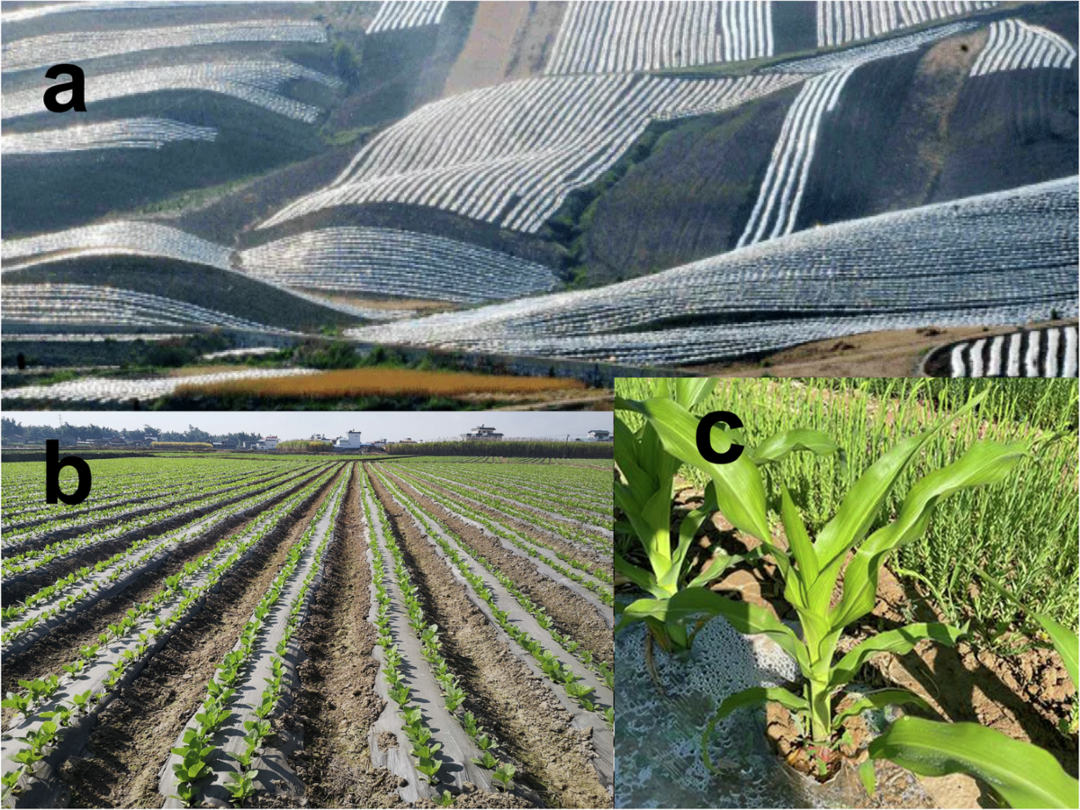 MAFRA Unveils Success in Integrated Rural Care: Synergizing Social Farming and Medical Services