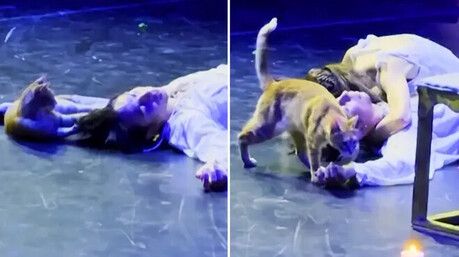 "I am the Star": Cat Crashes 'Romeo and Juliet' Performance in Turkey