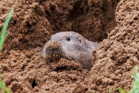 The Gopher Miracle: How a 24-Hour Experiment Transformed a Volcanic Wasteland into a Lush Forest