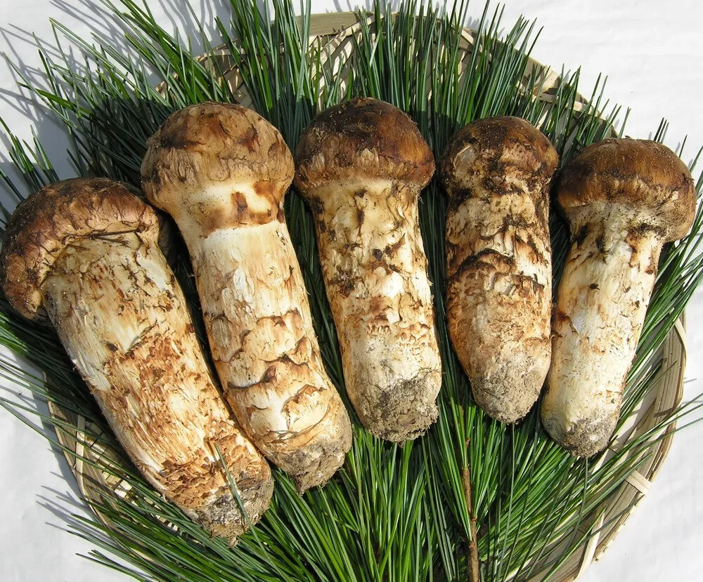 Yangyang Pine Mushroom Auctions Resume... Grade 1 Priced at 909,600 Won per Kg